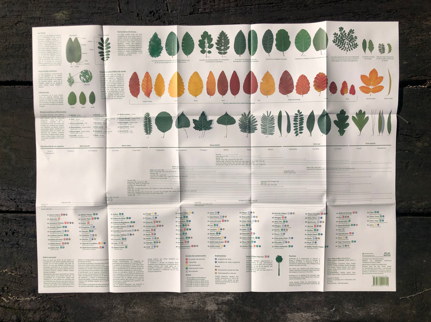 Hojas de los árboles de la zona centro, sur y austral de Chile - Tercera edición