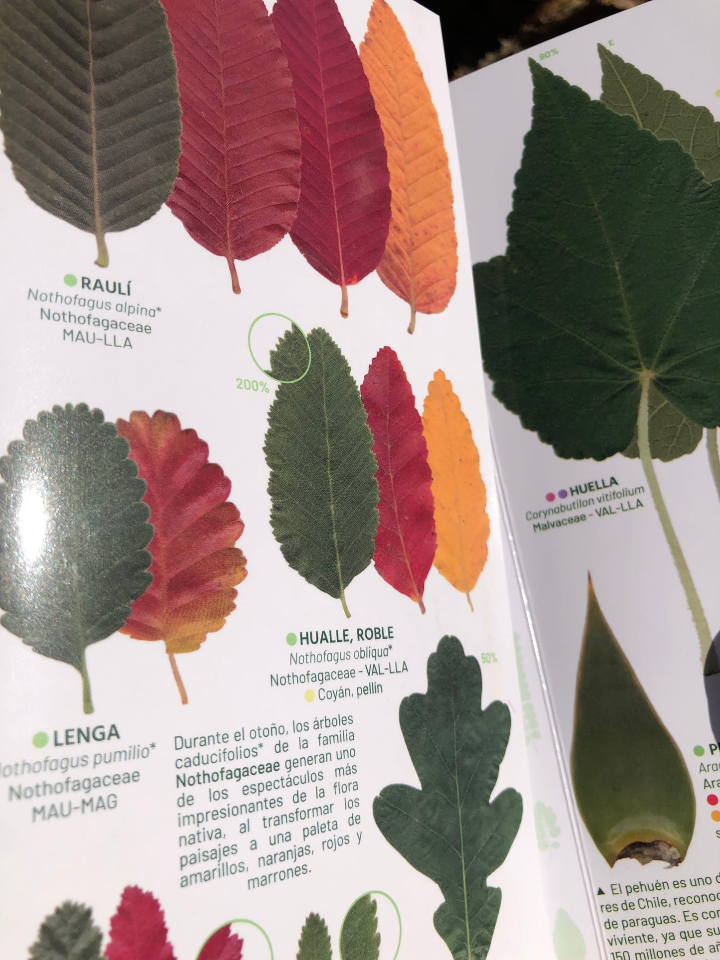Hojas de los árboles de la selva valdiviana y los bosques patagónicos - Guía de campo