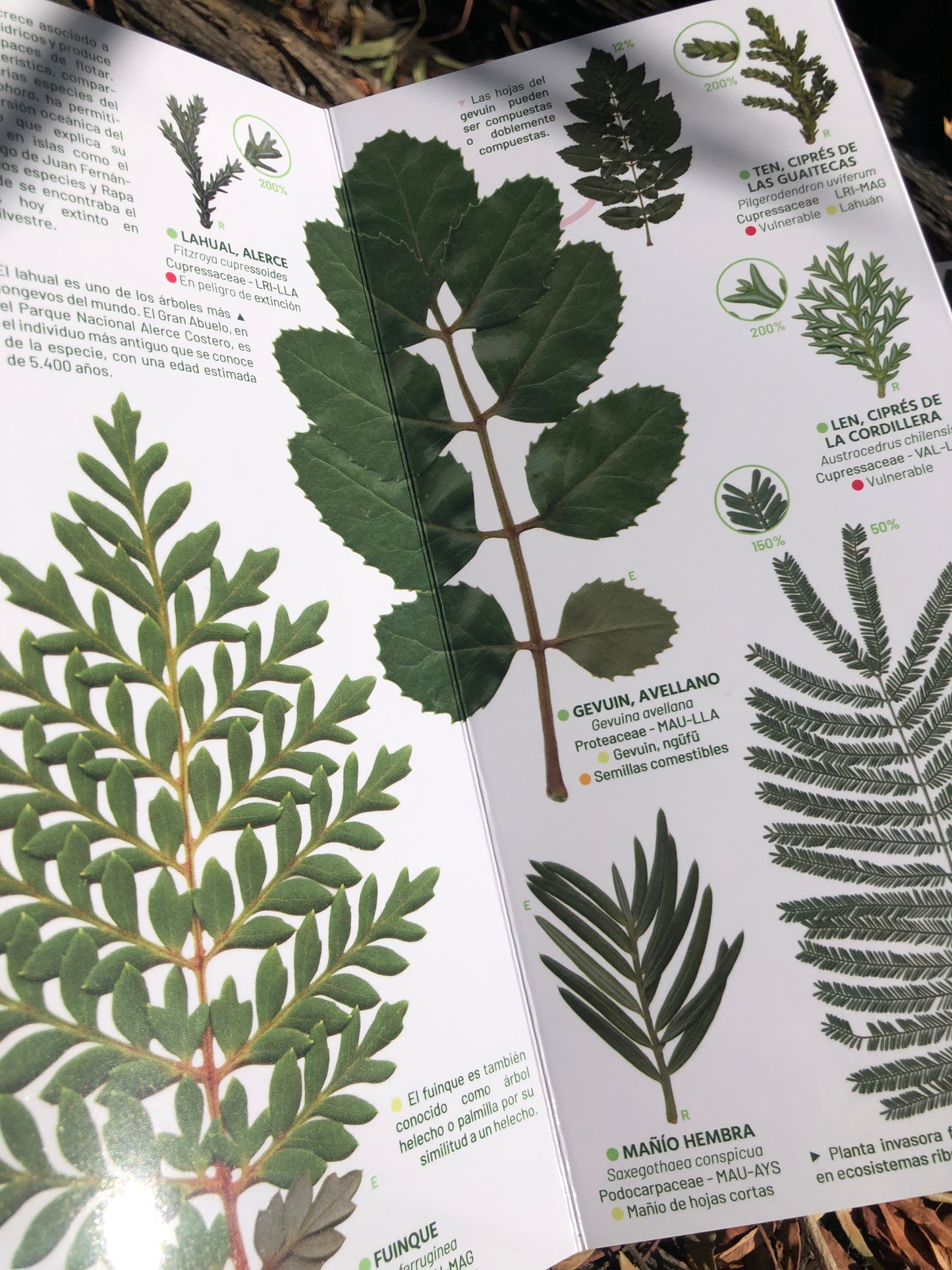 Hojas de los árboles de la selva valdiviana y los bosques patagónicos - Guía de campo