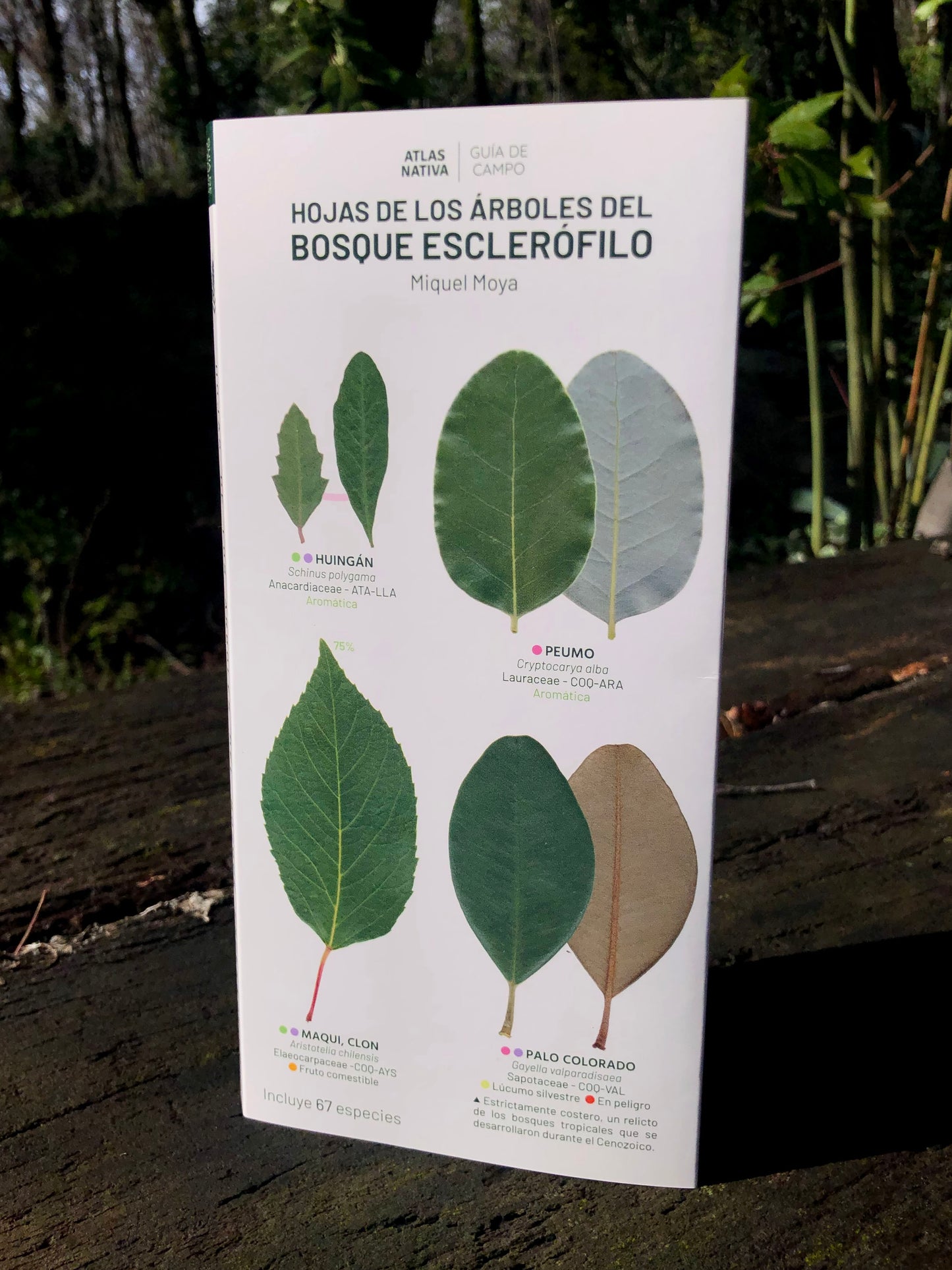 Hojas de los árboles del bosque esclerófilo - Guía de campo