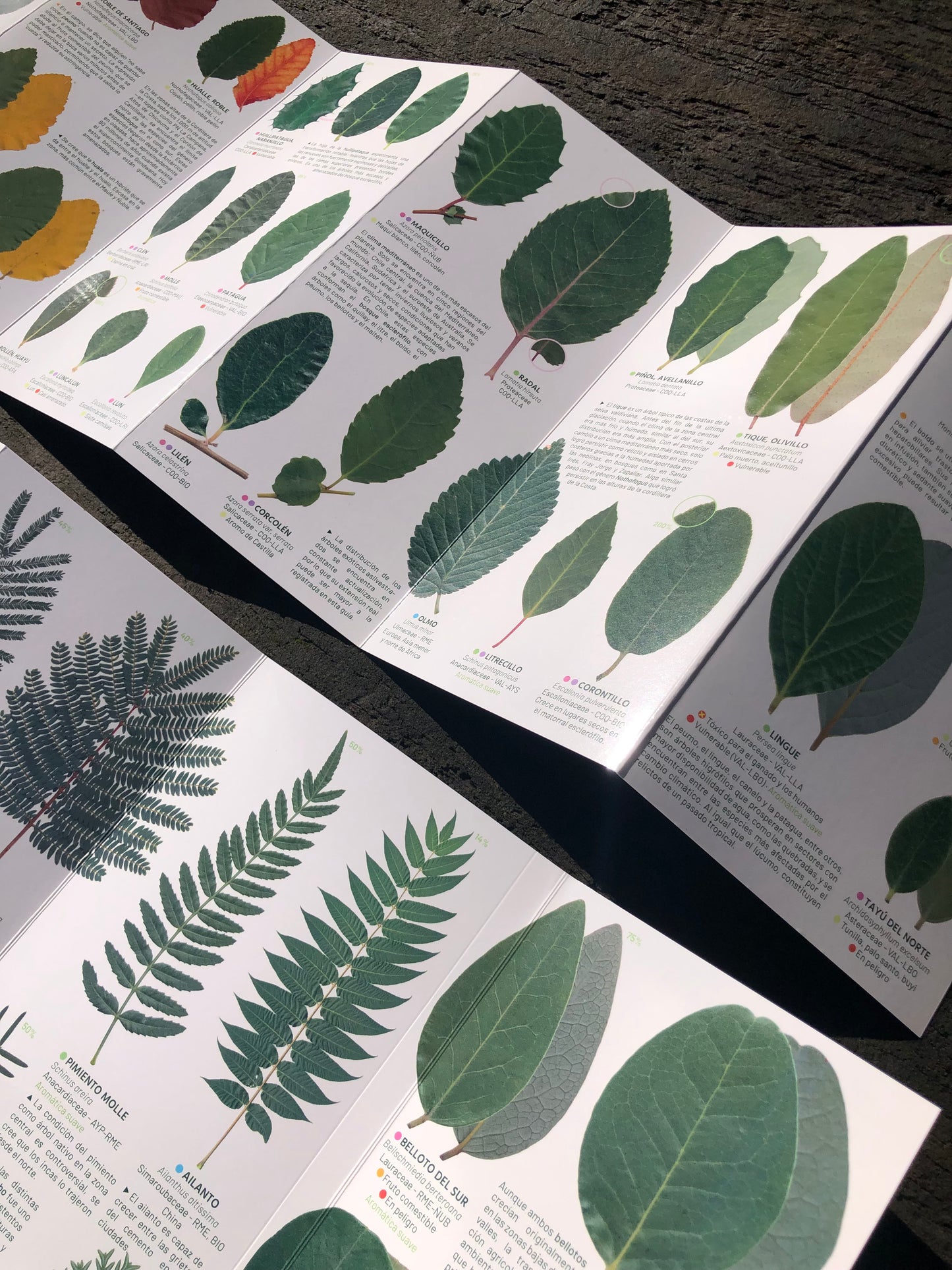 Hojas de los árboles del bosque esclerófilo - Guía de campo