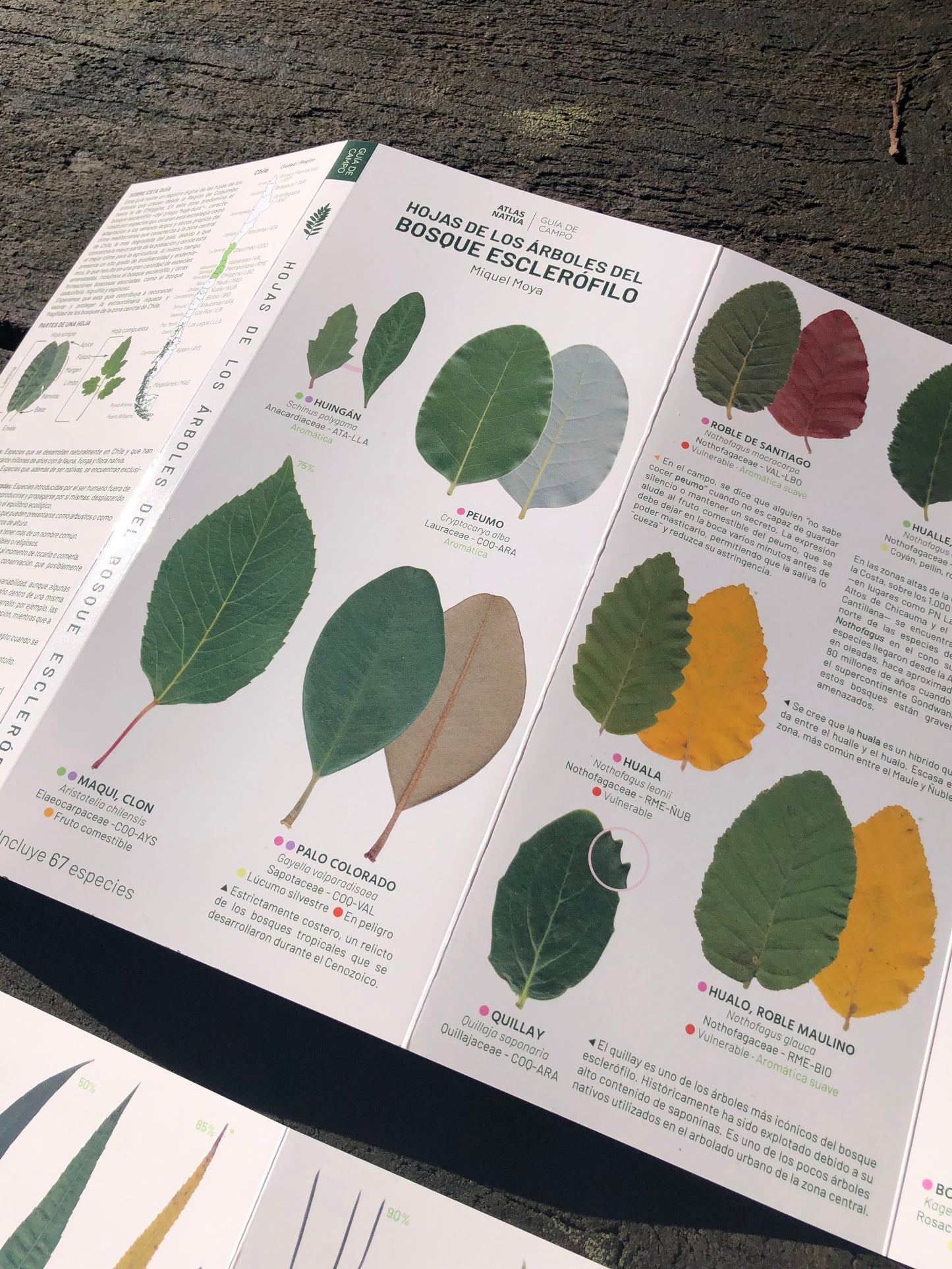 Hojas de los árboles del bosque esclerófilo - Guía de campo